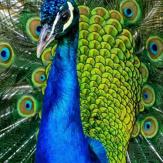 Peacock phone wallpaper