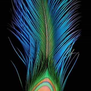 Peacock phone wallpaper