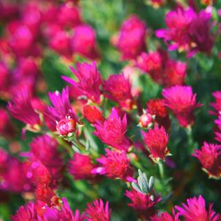 Pink laptop 4k wallpaper