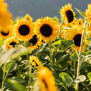 Spring festival flower wallpaper