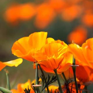 Spring festival flower wallpaper