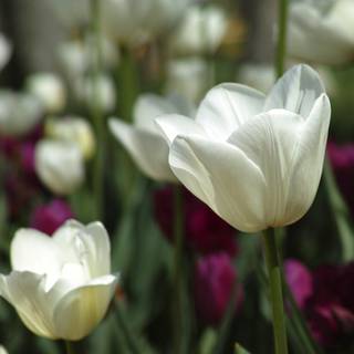 Spring festival flower wallpaper