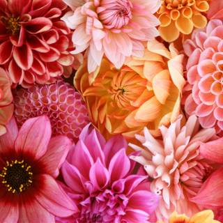 Spring festival flower wallpaper