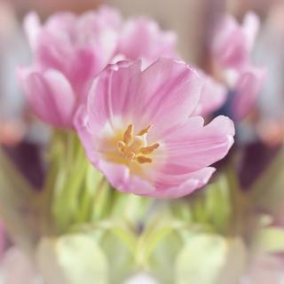 Spring festival flower wallpaper