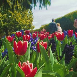 Spring festival flower wallpaper