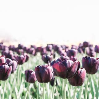 Spring festival flower wallpaper