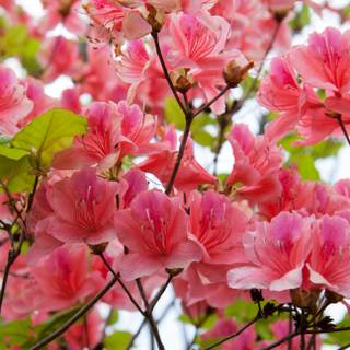 Spring festival flower wallpaper