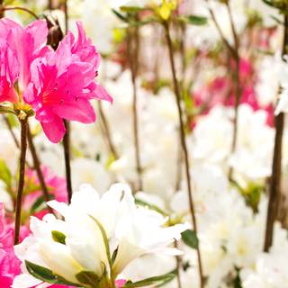 Spring festival flower wallpaper