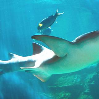 Nurse shark wallpaper