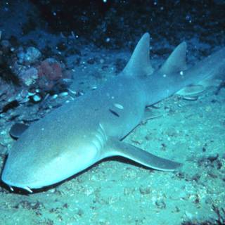 Nurse shark wallpaper