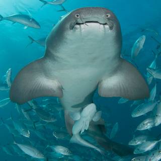 Nurse shark wallpaper