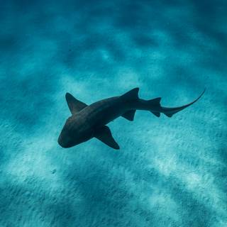 Nurse shark wallpaper