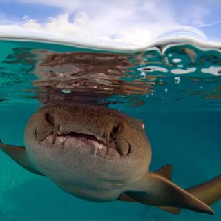Nurse shark wallpaper