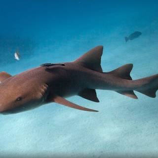 Nurse shark wallpaper