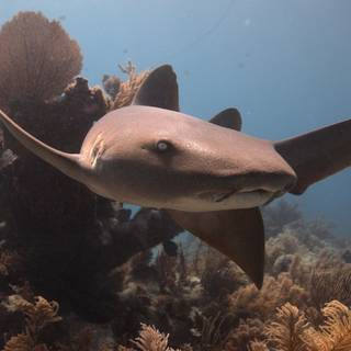 Nurse shark wallpaper