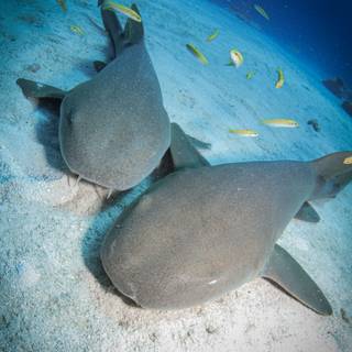 Nurse shark wallpaper