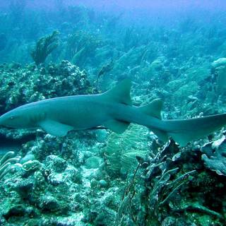 Nurse shark wallpaper
