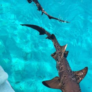 Nurse shark wallpaper