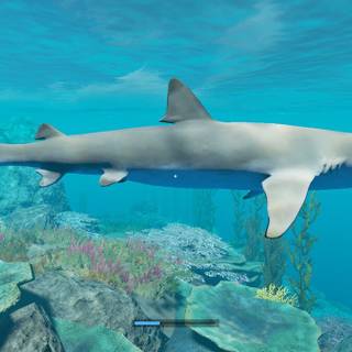 Nurse shark wallpaper