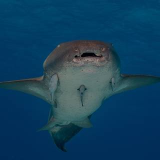 Nurse shark wallpaper