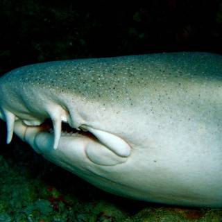 Nurse shark wallpaper
