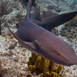 Nurse shark wallpaper