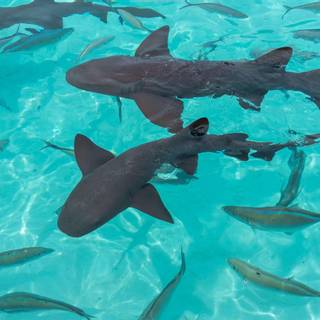 Nurse shark wallpaper