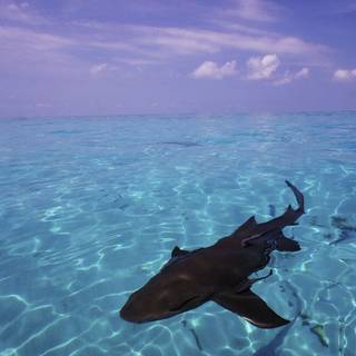 Nurse shark wallpaper