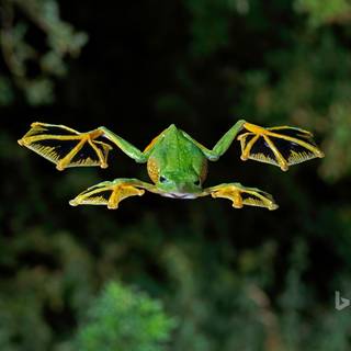 Wallace's flying frog wallpaper