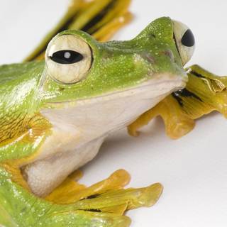 Wallace's flying frog wallpaper