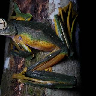 Wallace's flying frog wallpaper