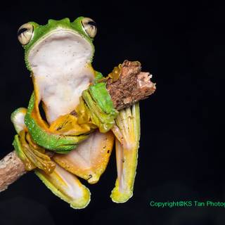 Wallace's flying frog wallpaper