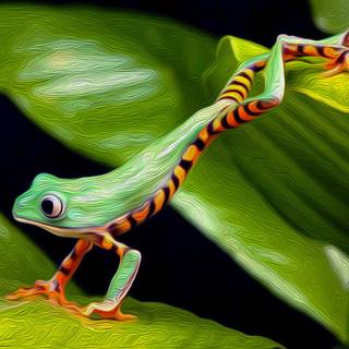 Wallace's flying frog wallpaper