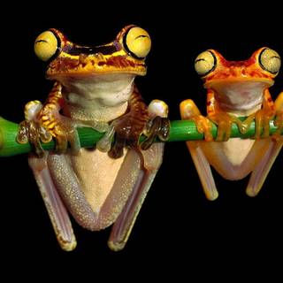 Wallace's flying frog wallpaper