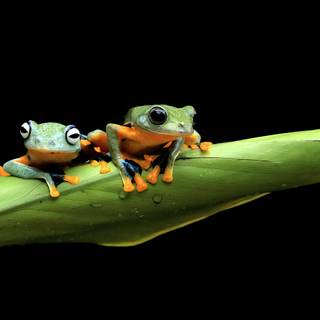 Wallace's flying frog wallpaper