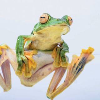 Wallace's flying frog wallpaper