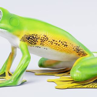 Wallace's flying frog wallpaper