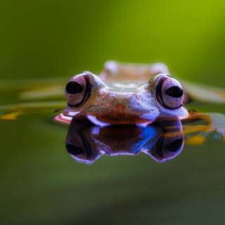 Wallace's flying frog wallpaper