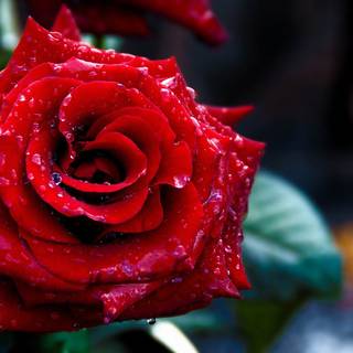 Happy Rose Day wallpaper