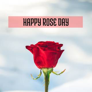Happy Rose Day wallpaper