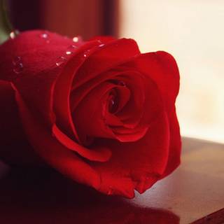 Happy Rose Day wallpaper