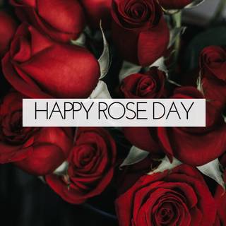 Happy Rose Day wallpaper