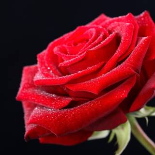 Happy Rose Day wallpaper