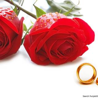 Happy Rose Day wallpaper