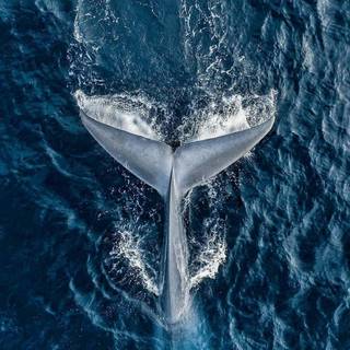 Whale aesthetic wallpaper