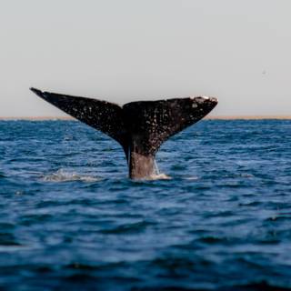 Whale aesthetic wallpaper