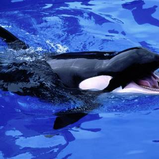 Whale aesthetic wallpaper