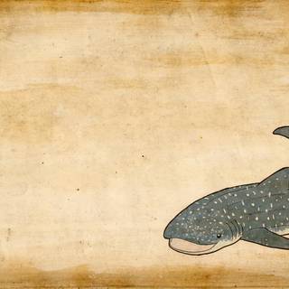 Whale aesthetic wallpaper