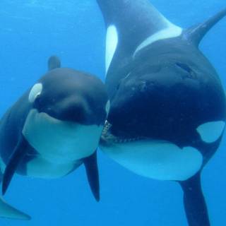 Whale aesthetic wallpaper