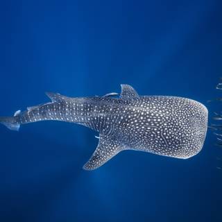 Whale aesthetic wallpaper